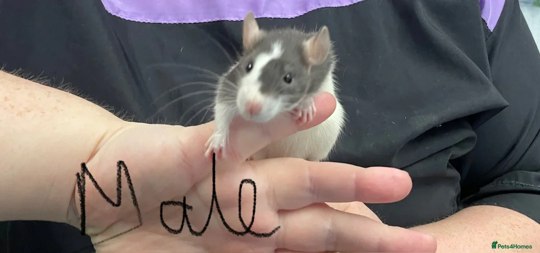 Rat rodents for sale: Baby rats - Advert 1