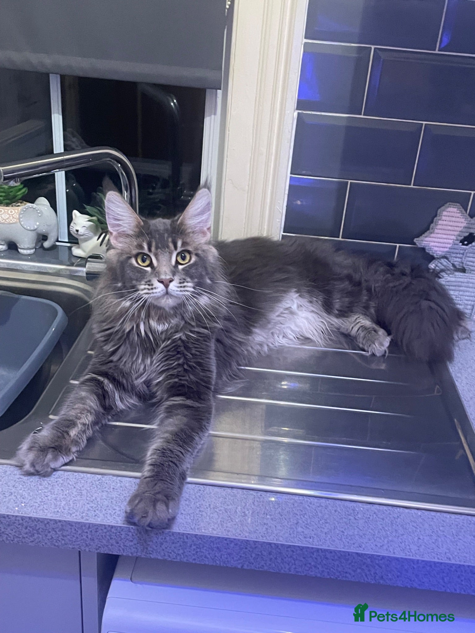Maine Coon cats Maine coon  - Advert 12