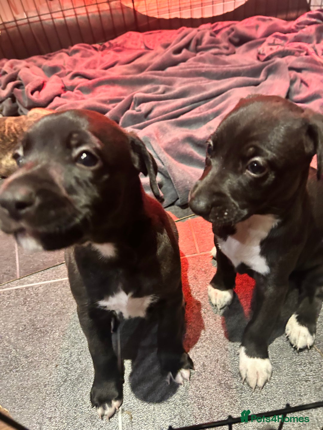 Mixed Breed dogs for sale: Bull whippets - Image 9