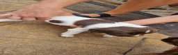 English Springer Spaniel dogs for sale: 1 boy and 1 bitch springer spaniel pups in Birkenhead - Advert 5