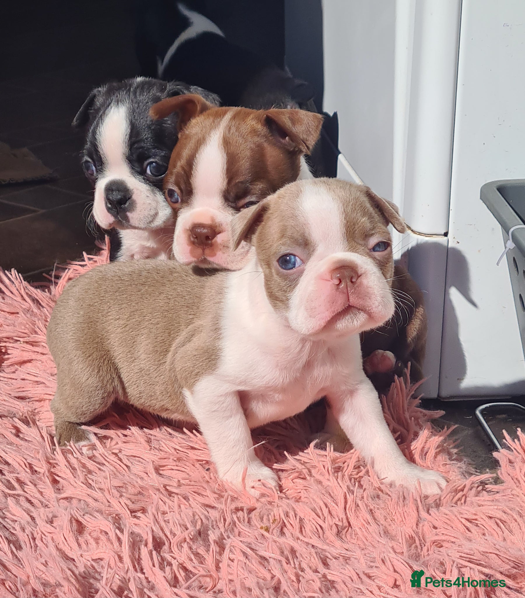 Boston Terrier dogs Boston terrier puppies  - Advert 1