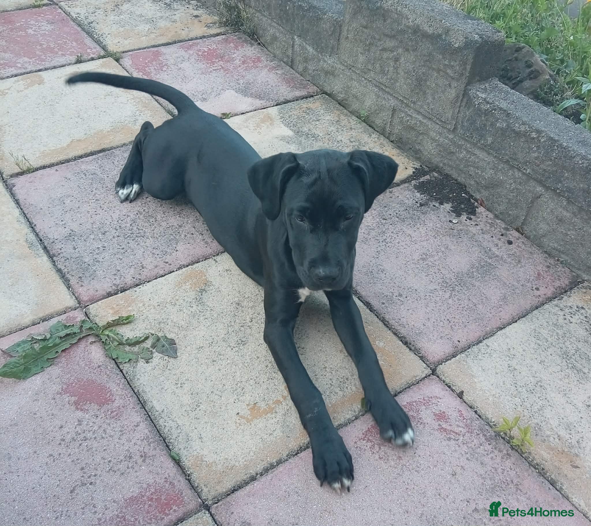 Cane Corso dogs Female cane corso - Advert 1