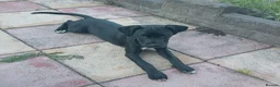 Cane Corso dogs for sale: Female cane corso in Stoke-on-Trent - Advert 1