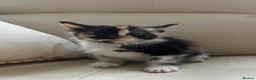 Mixed Breed cats for sale: calico kittens for sale! - Advert 3