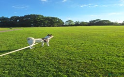 Akita dogs for sale: Loving Akita Purebred Girl - Image 7