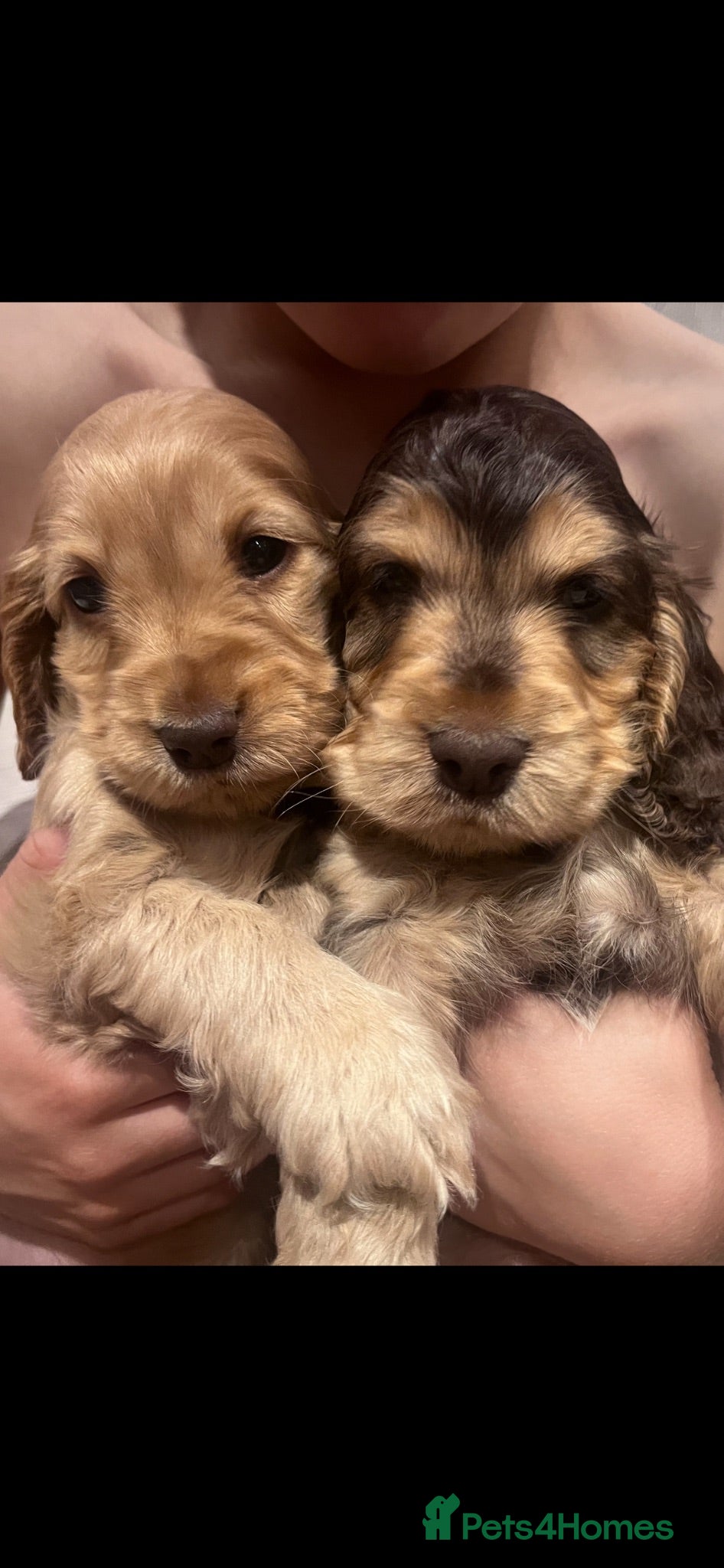 Cocker Spaniel dogs EASTDRAY X SIMBAWOOD GOLDEN GIRLS CHOC SABLE BOYS - Advert 1