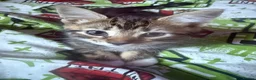 Mixed Breed cats for sale: Gorgeous kittens - Advert 2