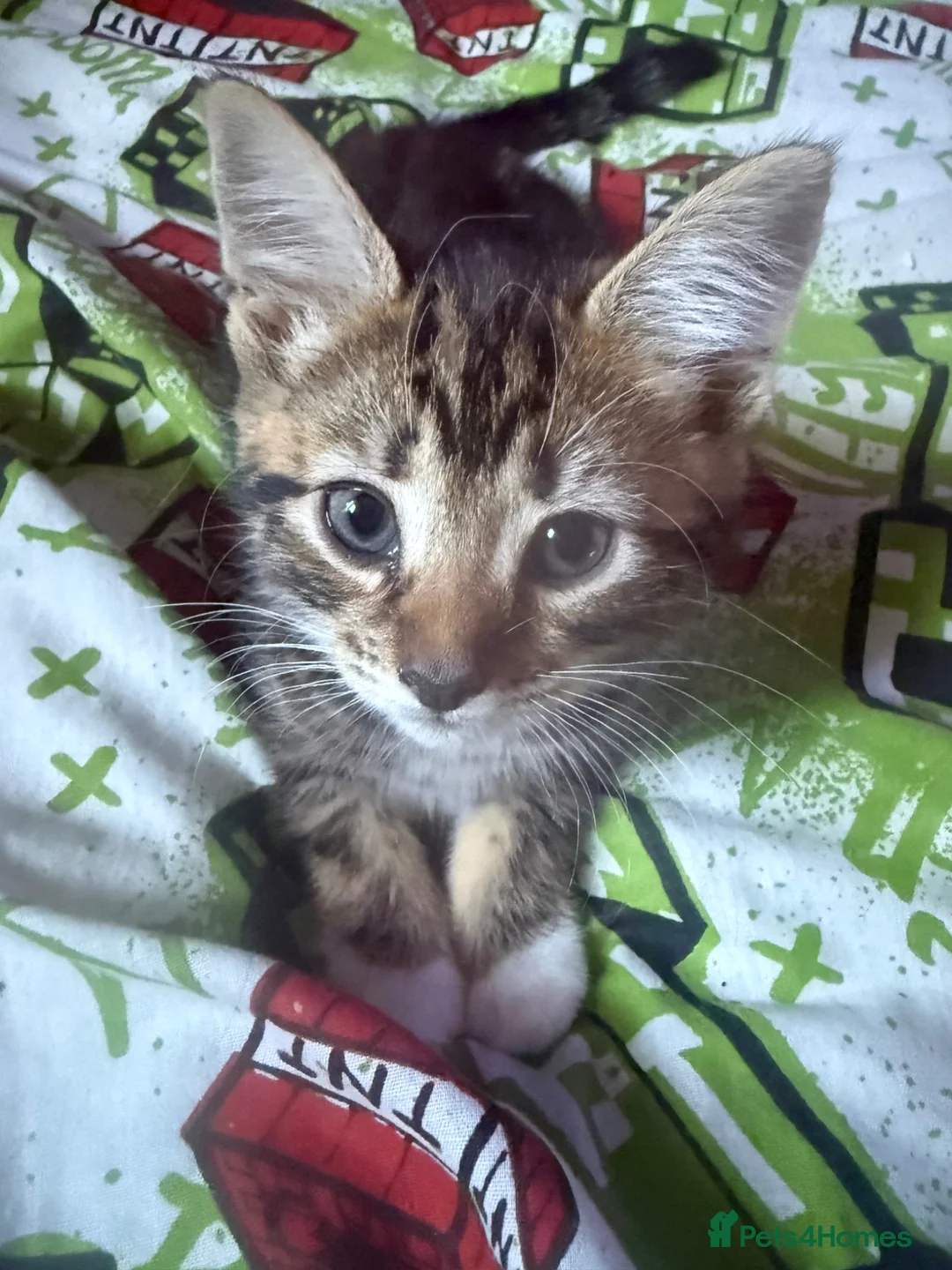 Mixed Breed cats for sale: Gorgeous kittens - Advert 2