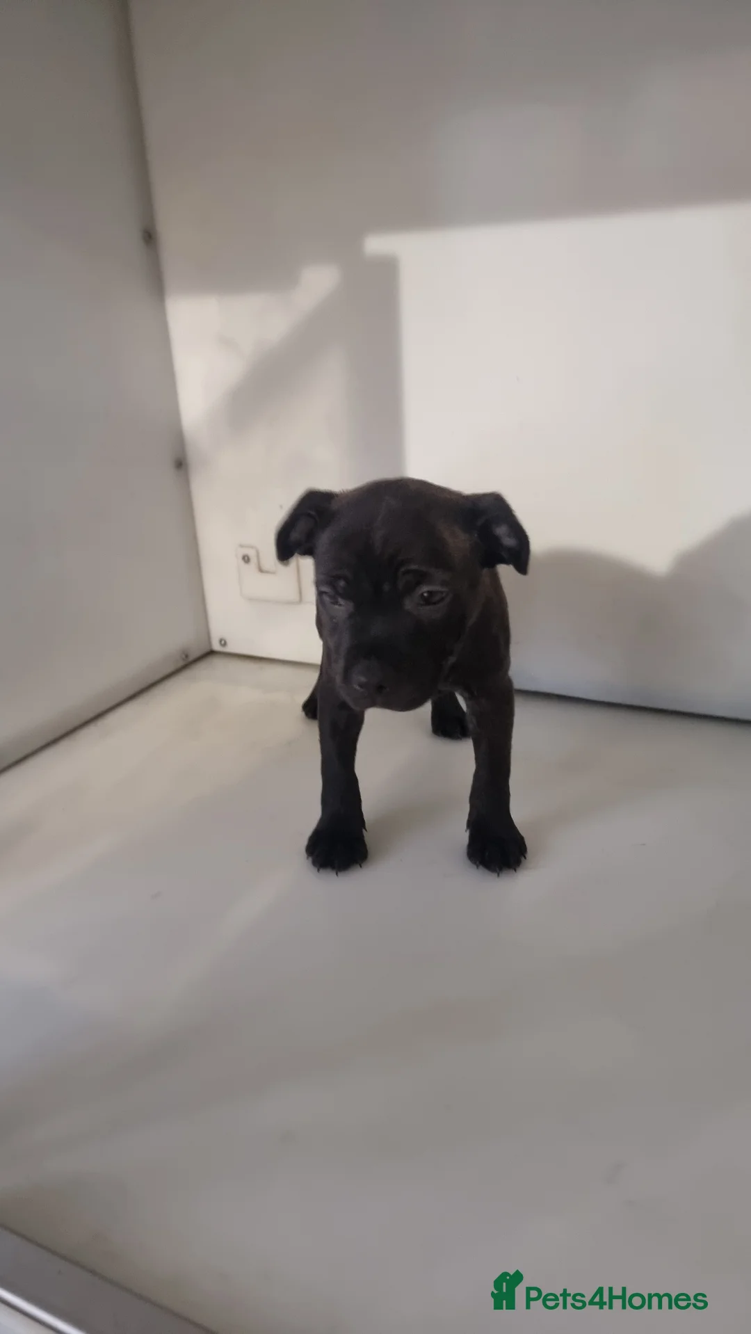 Staffordshire Bull Terrier dogs for sale: Last remaining kc reg  female - Advert 3