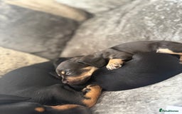 Mixed Breed dogs for sale: French bulldog X dauschaund - Image 9