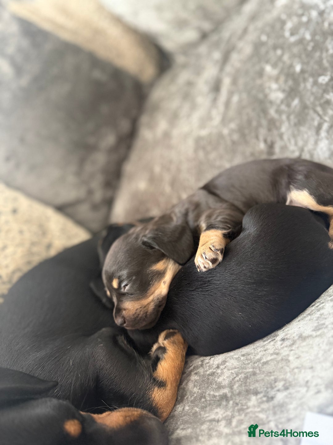 Mixed Breed dogs for sale: French bulldog X dauschaund - Image 9