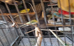 Budgerigars birds for sale: 6 budgies  - Image 3