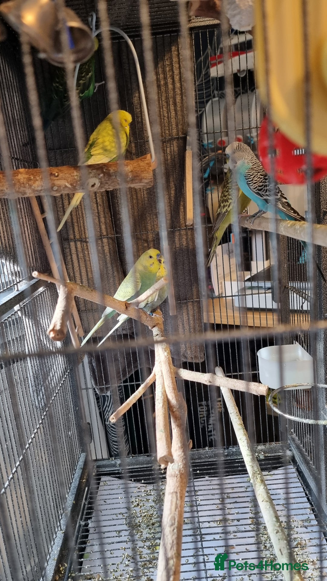Budgerigars birds for sale: 6 budgies  - Image 3