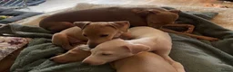 Italian Greyhound dogs for sale: Gorgeous KC Italian Greyhound Boys - Advert 19