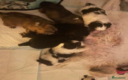 Shih Tzu dogs for sale: Shih tzu puppies - Image 1