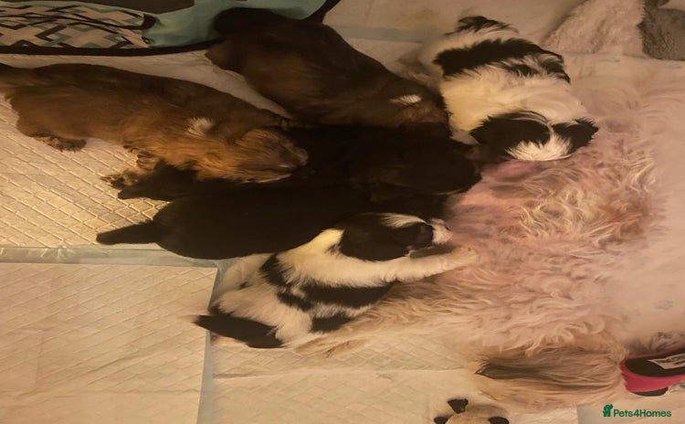 Shih Tzu dogs - Advert 14