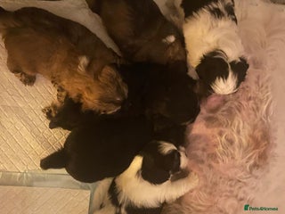 Shih Tzu dogs for sale - Advert 1