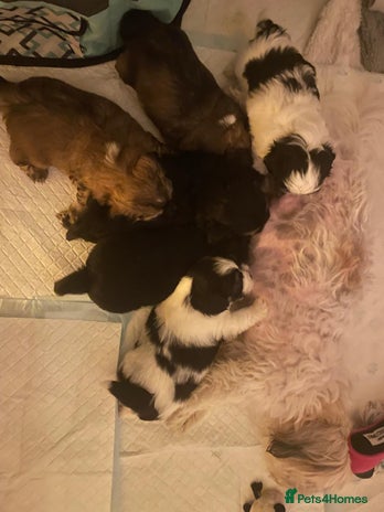 Shih Tzu dogs - Advert 2