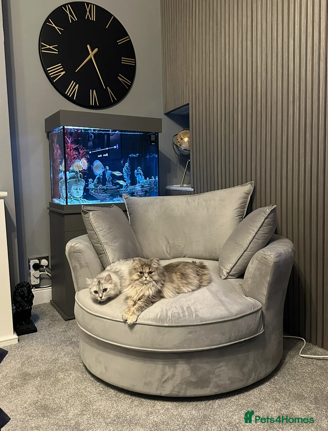 Persian cats for sale: Pure Persian long coat kitten’s - Advert 1