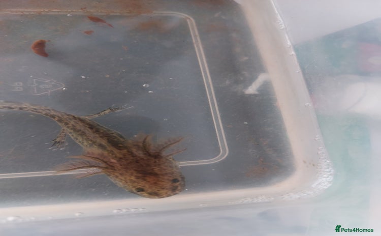 Axolotl reptiles - Advert 5