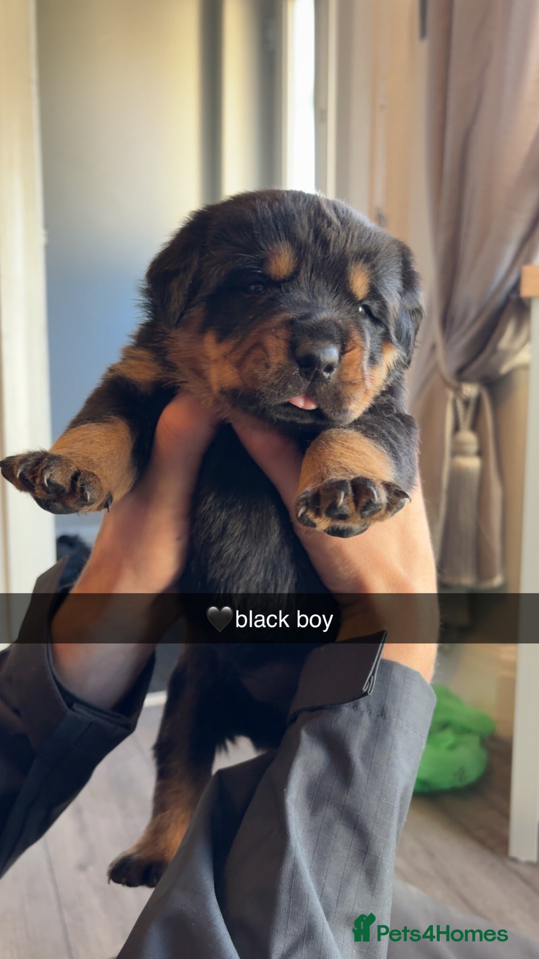 Rottweiler dogs for sale: Big boned chunky Rottweiler puppies - Advert 19
