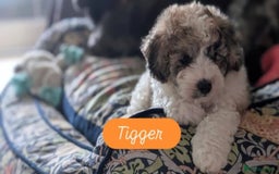 Poochon dogs for sale: Poochon pups stunning Rare colours - Image 21