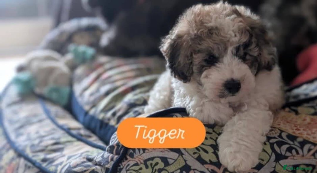 Poochon dogs for sale: Poochon pups stunning Rare colours - Image 21
