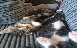 Maine Coon cats for sale: Maine coon x British short hair - Image 6