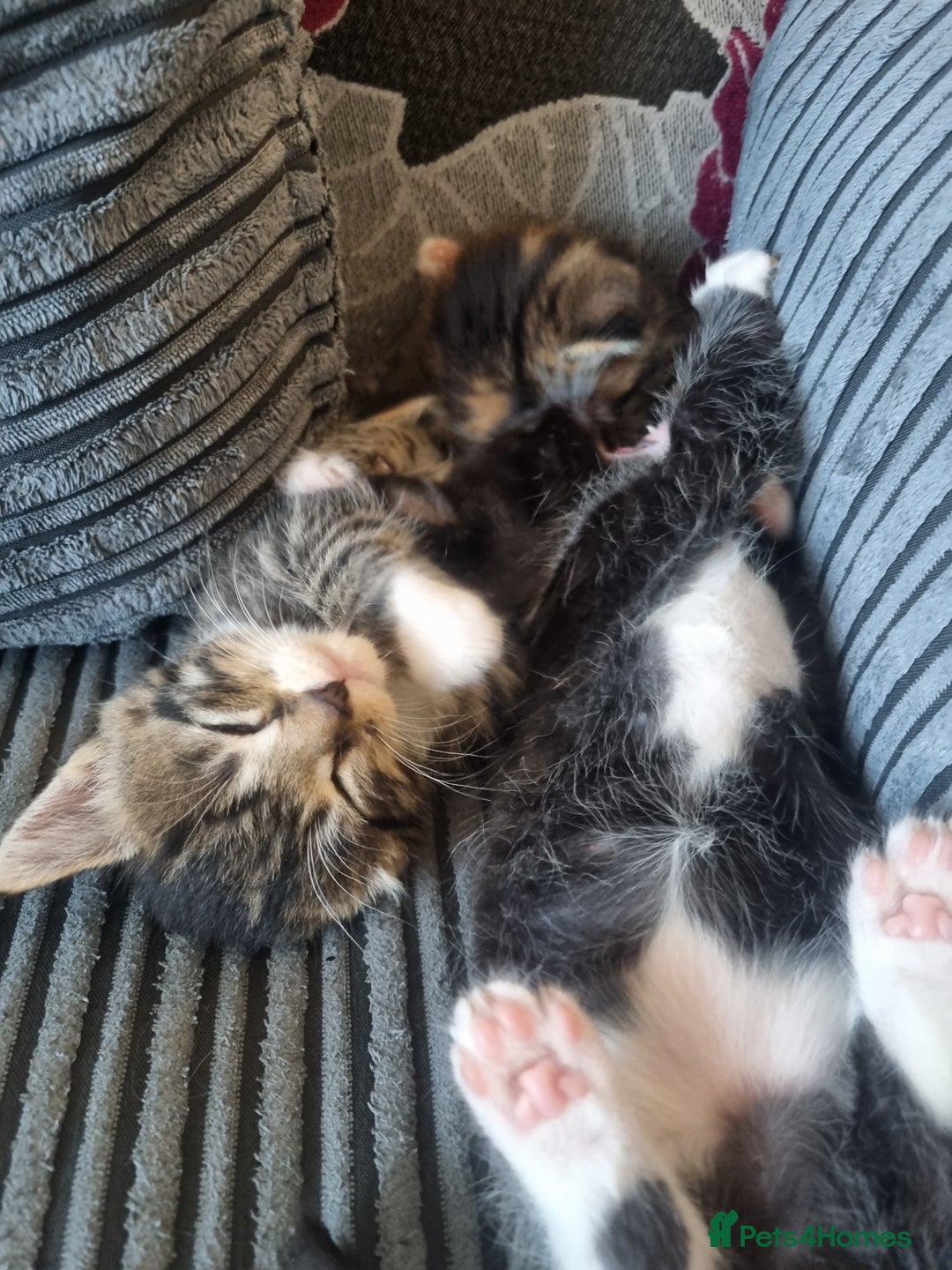 Maine Coon cats for sale: Maine coon x British short hair - Image 6