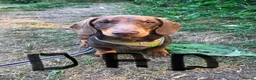 Miniature Dachshund dogs for sale: Miniature Dachshund Puppies for Sale in Basildon - Advert 3