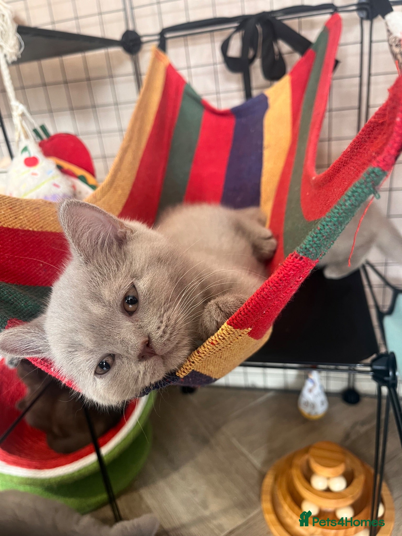 British Shorthair cats Ready now 2 lilac boys,  - Advert 4