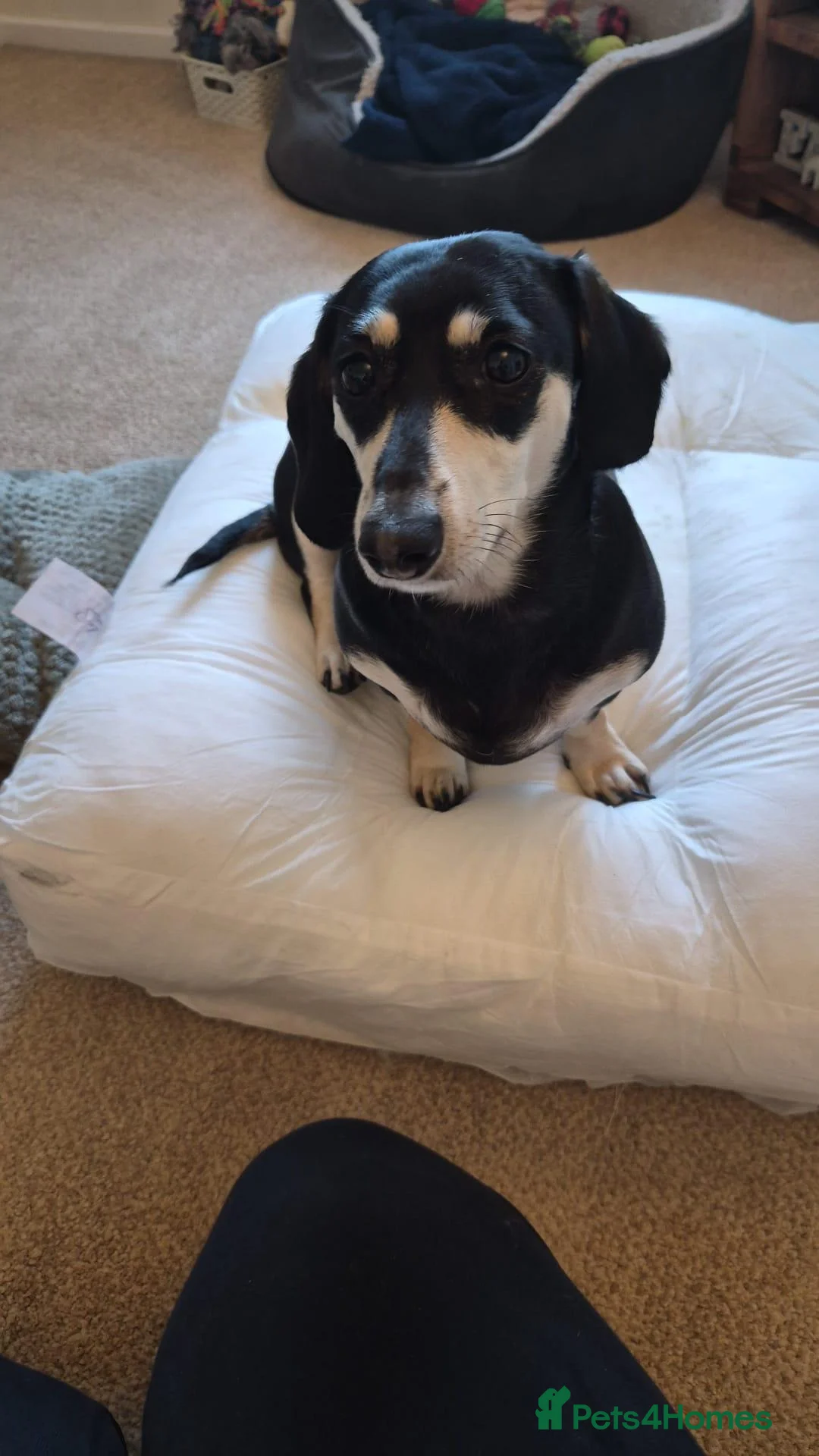 Dachshund dogs for sale: Adult Dachshund girl and boy looking for new home  - Advert 14