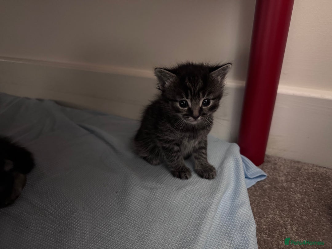 Mixed Breed cats for sale: 5 Beautiful Kittens for Sale - Image 8