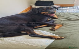 Mixed Breed dogs for sale: Rollie Pup For Sale - Image 10