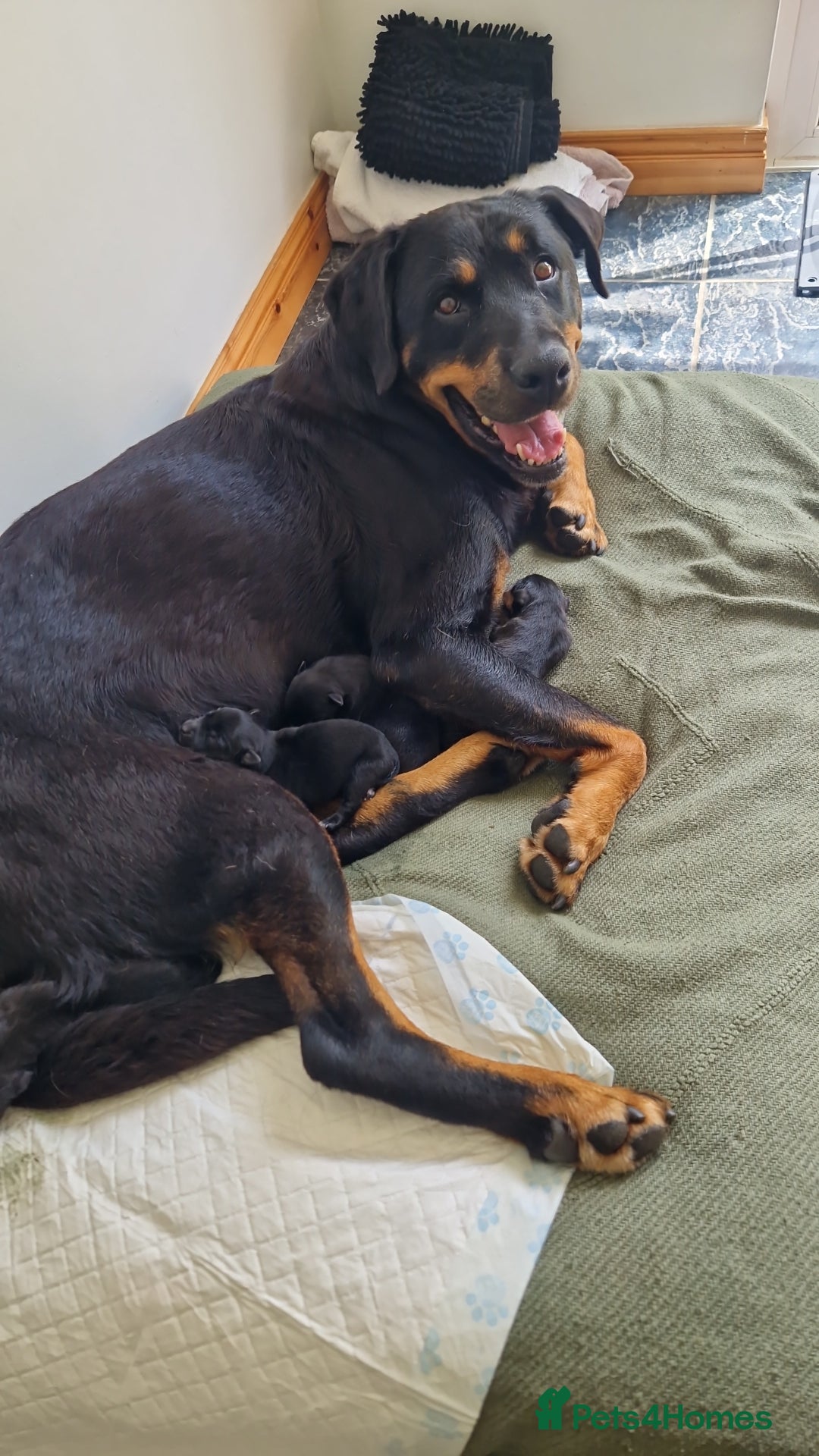 Mixed Breed dogs for sale: Rollie Pup For Sale - Image 10