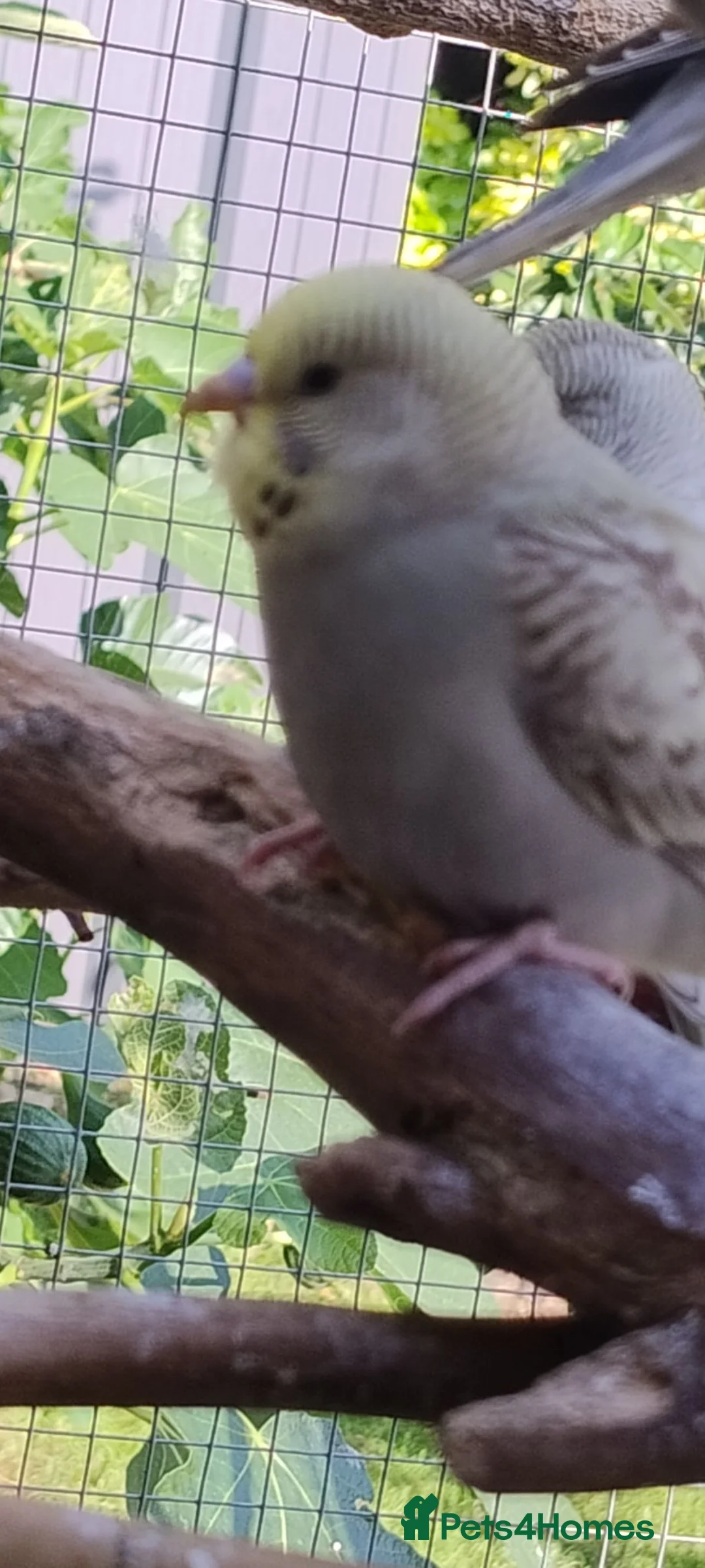 Budgerigars birds for sale: Baby budgies, easily tamed  - Advert 15