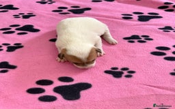 Jack Russell dogs for sale: Bred From Health Tested Parents - Image 33