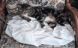 Domestic Shorthair cats for sale: Two 3 year old cats for sale - Image 7