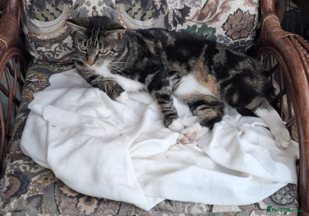 Domestic Shorthair cats for sale: Two 3 year old cats for sale - Image 7
