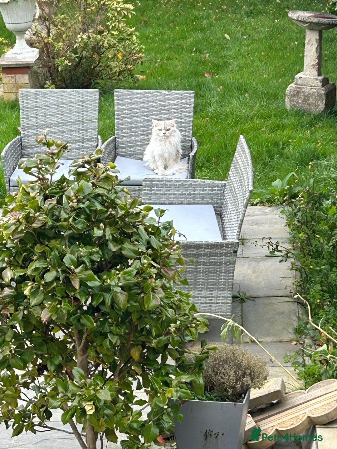 British Longhair cats for sale: Friendliest British long hair male in Birmingham - Image 4