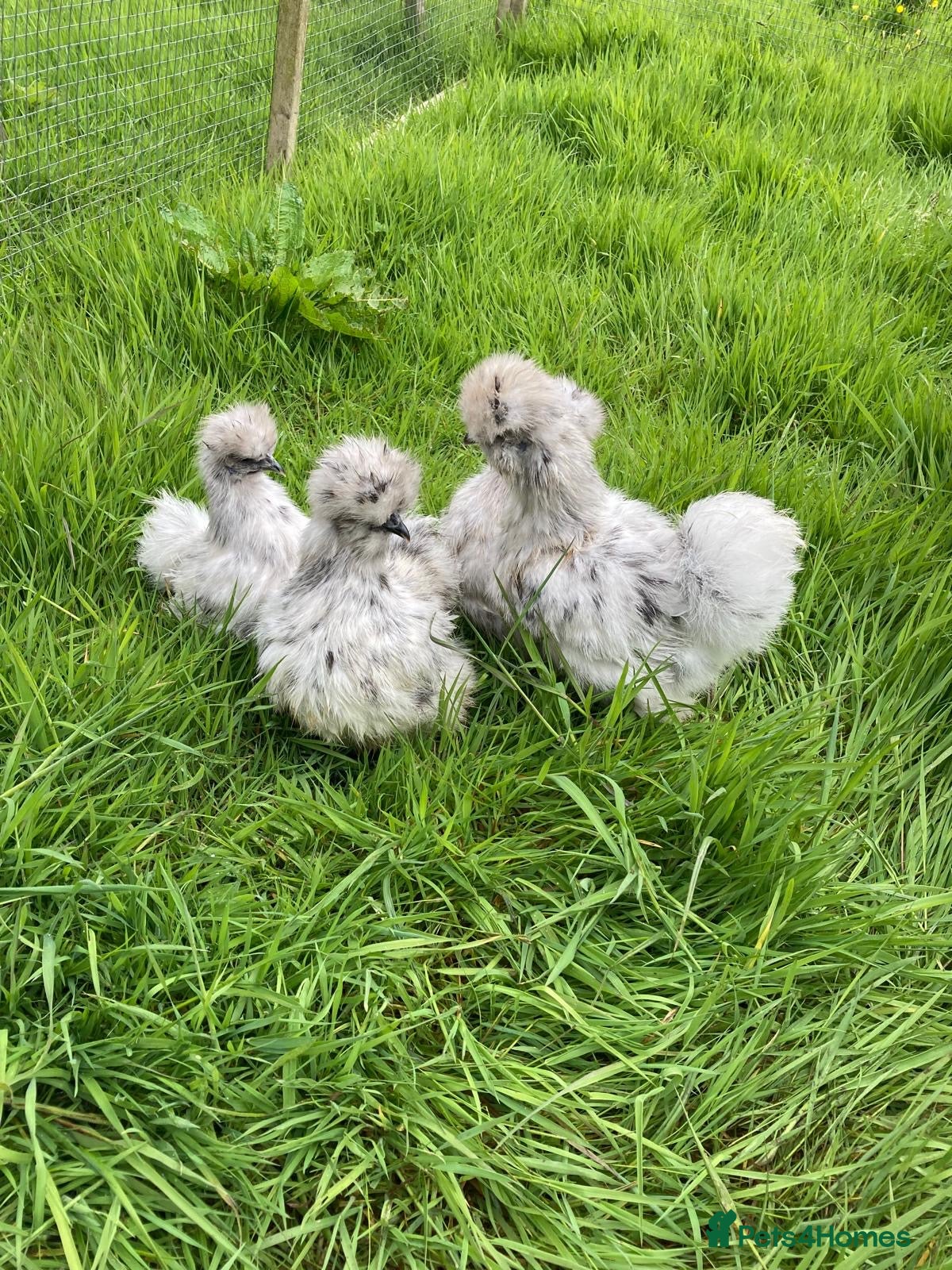 Chickens poultry Chickens various breeds - Advert 10