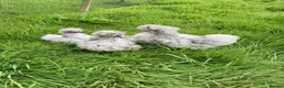 Chickens poultry for sale: Chickens various breeds - Advert 3