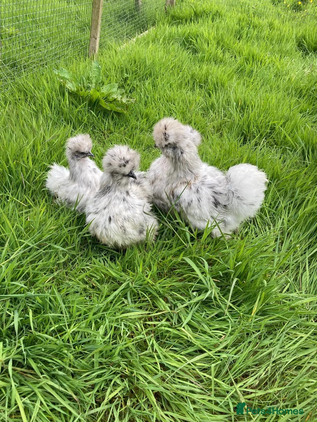 Chickens poultry for sale: Chickens various breeds - Advert 1