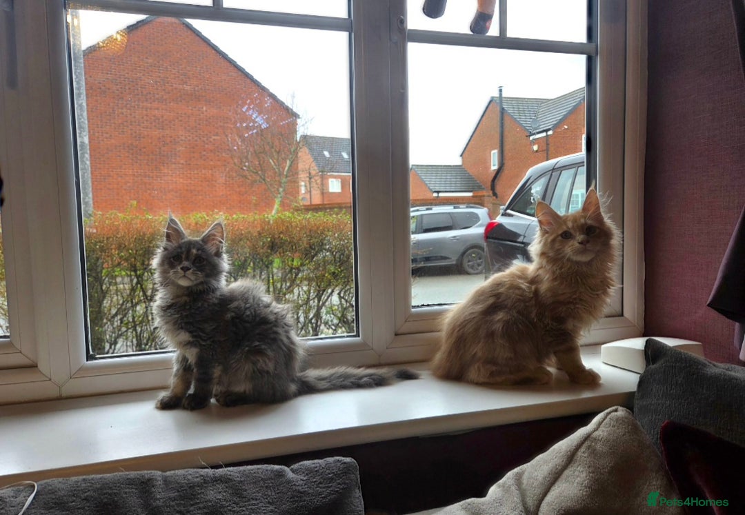 Maine Coon cats for sale: TiCA reg/Parents Fully Health Tested - Advert 14