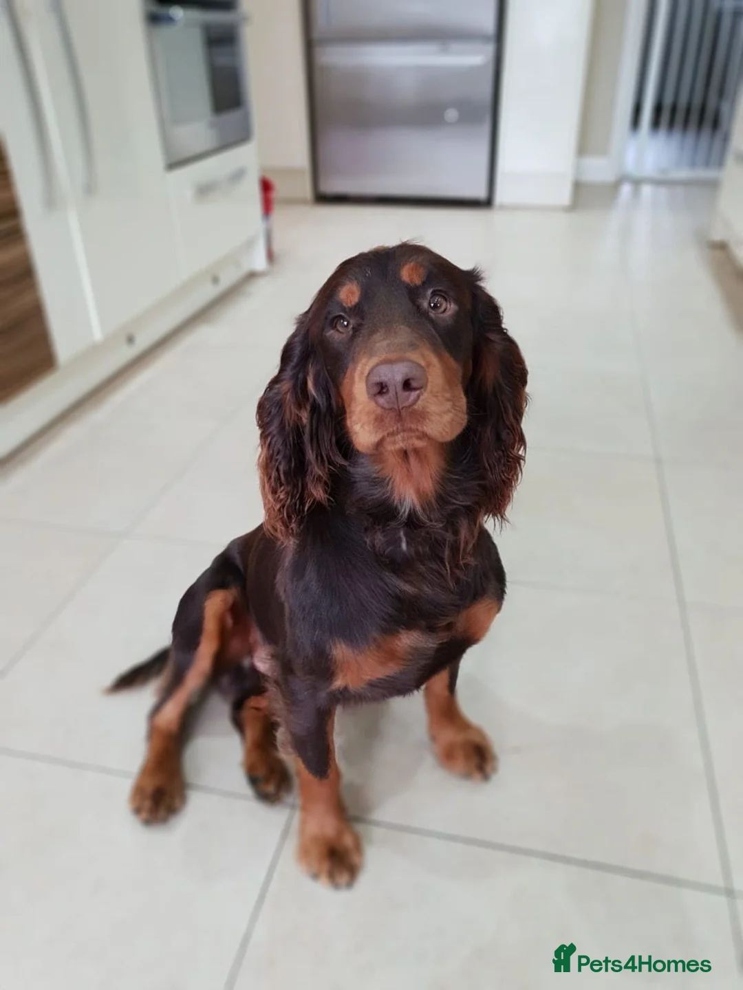 Cocker Spaniel dogs for stud: Proven Stud - Working Cocker Spaniel in Middlewich - Advert 8