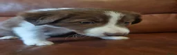 Border Collie dogs for sale: Red and white Tri colour puppies - Advert 5