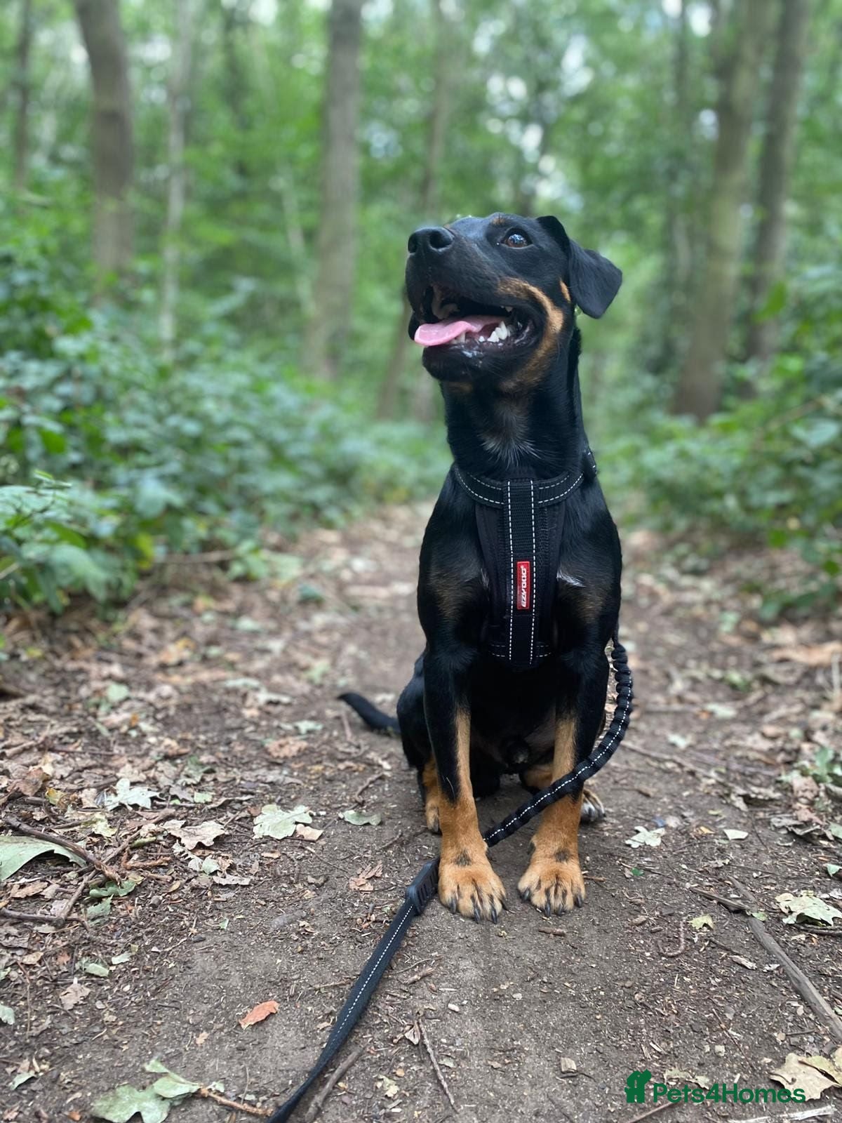 Patterjack dogs Rolo. Patterdale cross. - Advert 2