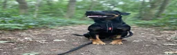 Patterjack dogs for sale: Rolo. Patterdale cross. in Doncaster - Advert 1