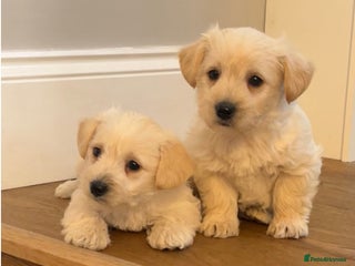 West Highland Terrier dogs Adorable westiepoo puppy - Advert 2