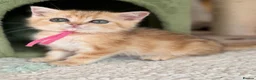 British Longhair cats for sale: British short/longhair odd/blue eyed kittens  - Advert 11